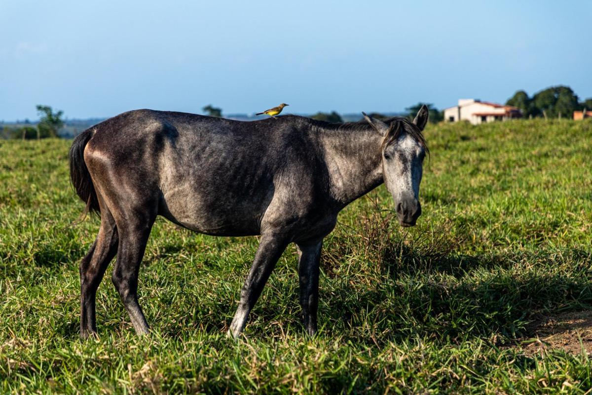 Fazenda Hotel Candeal Conceicao de Jacuipe Buitenkant foto