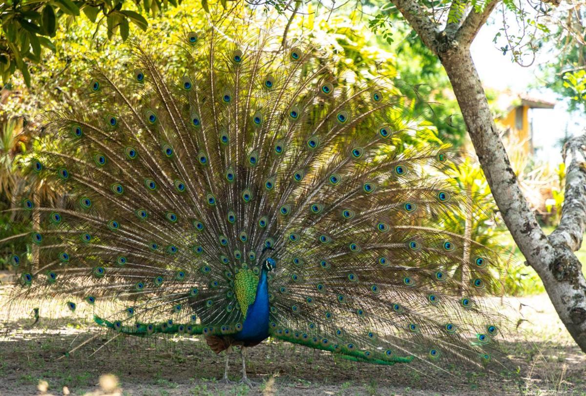 Fazenda Hotel Candeal Conceicao de Jacuipe Buitenkant foto